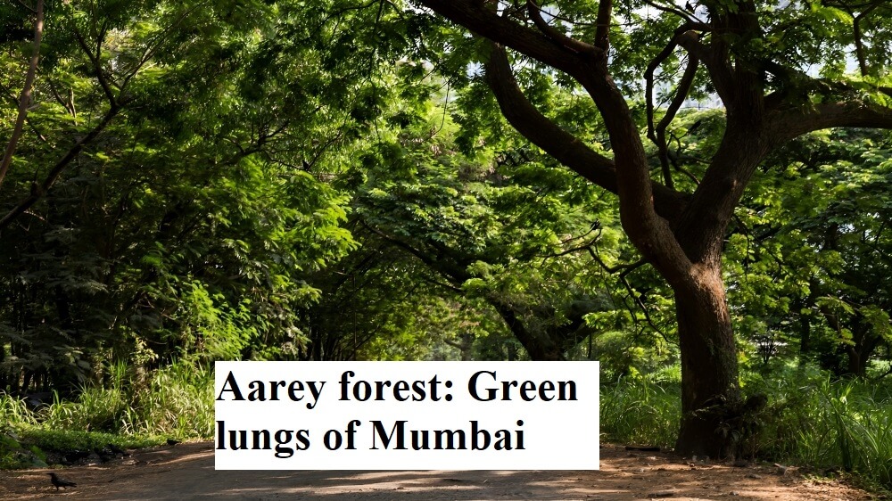 aarey-preservation