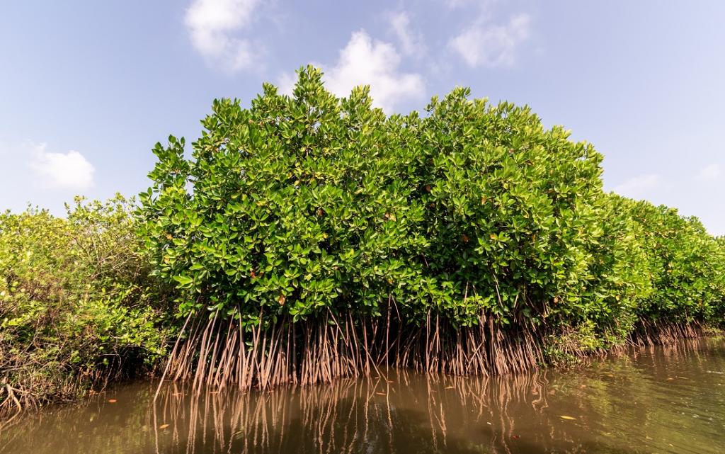 Conservation of Mangroves