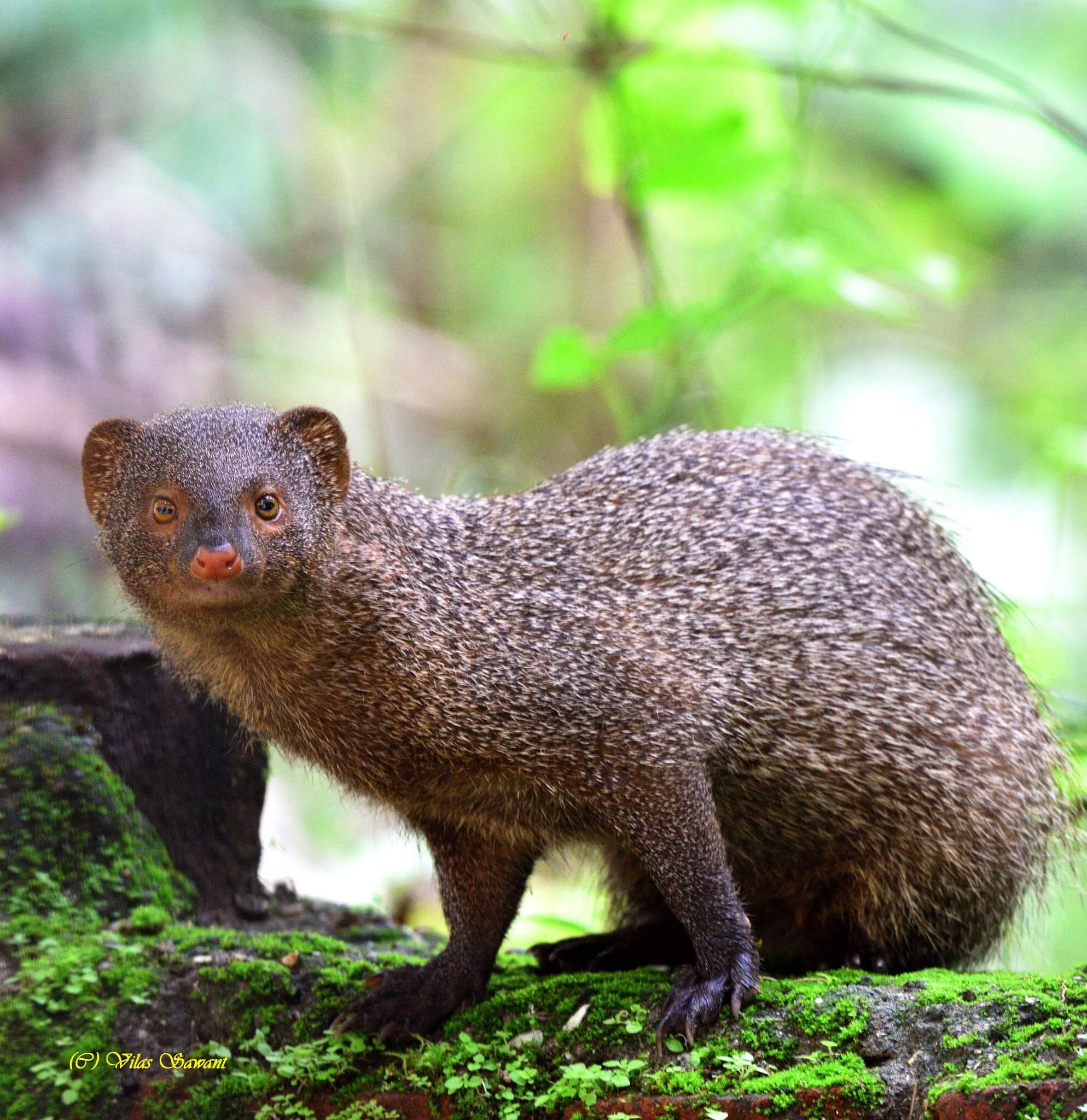 Critical Wildlife Habitat