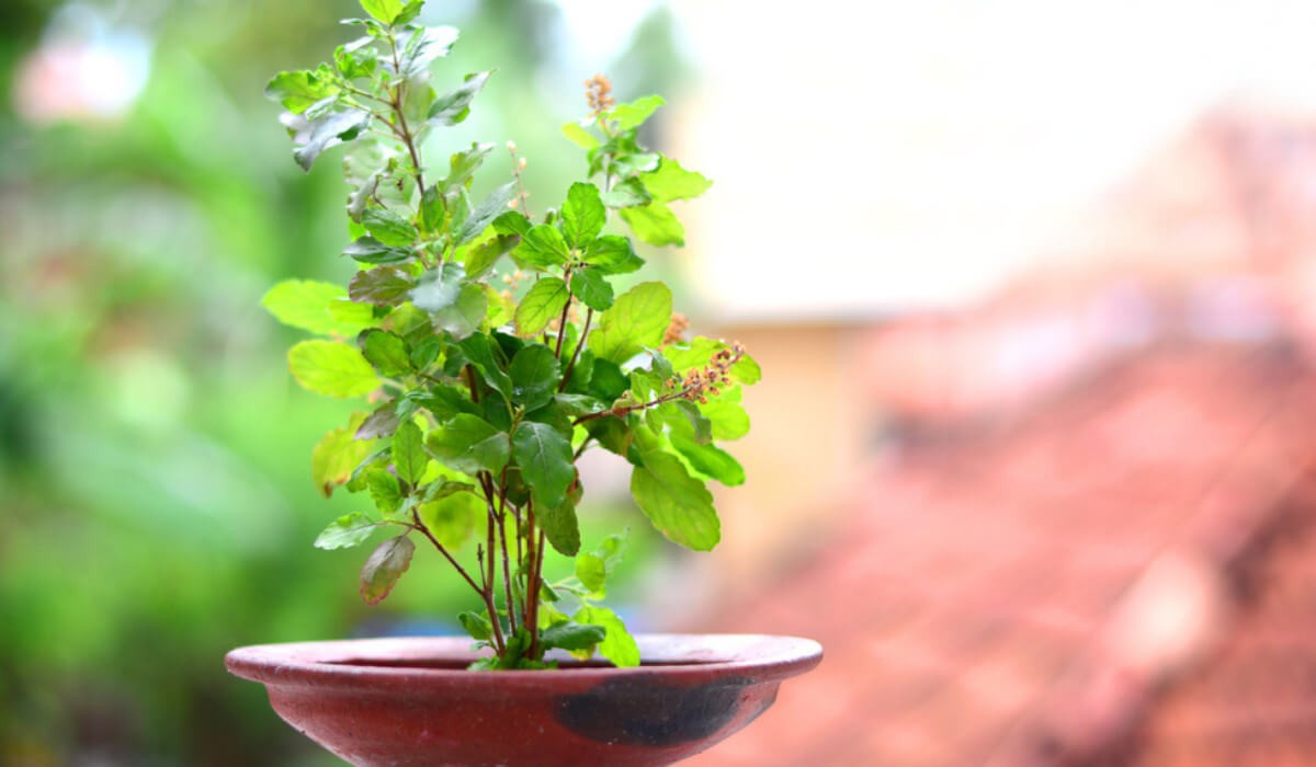 herbs-for-abundance