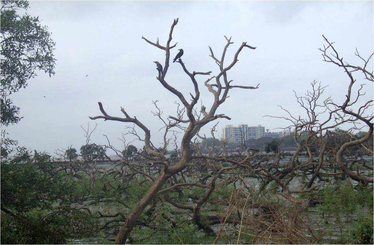 Rescue of Sewree Mangrove Park