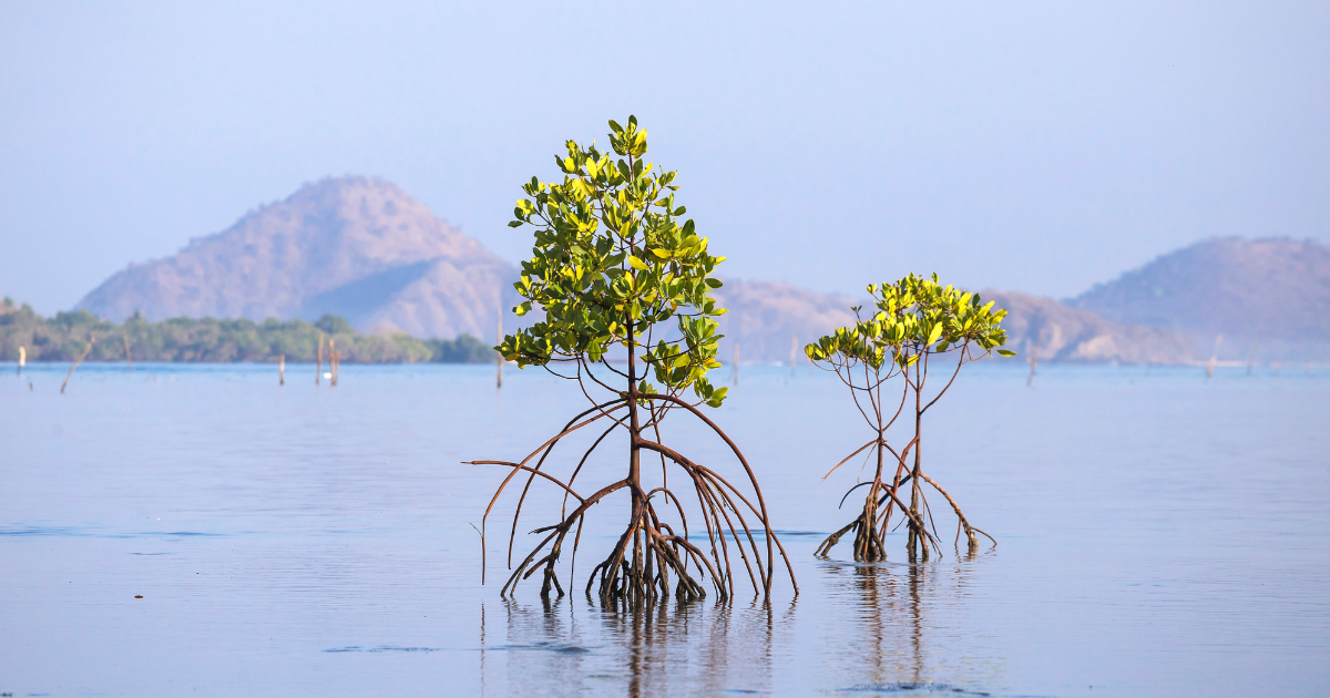 mangroves-ecosystem-conservation