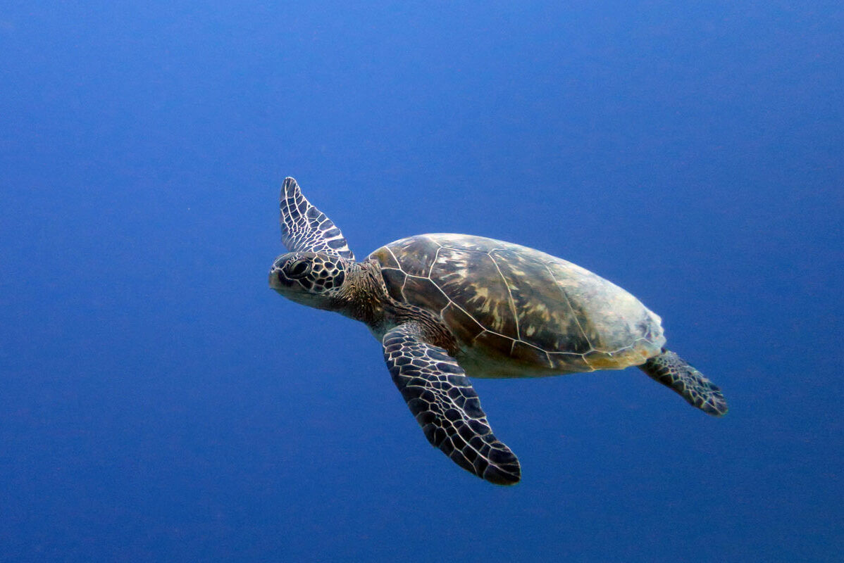 Morjim Turtle Nesting Site Conservation