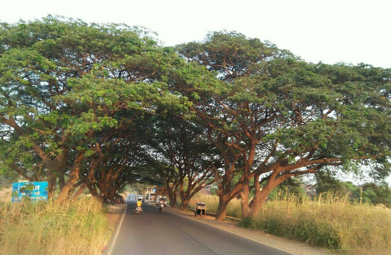 Preservation of Highway Trees at Wada