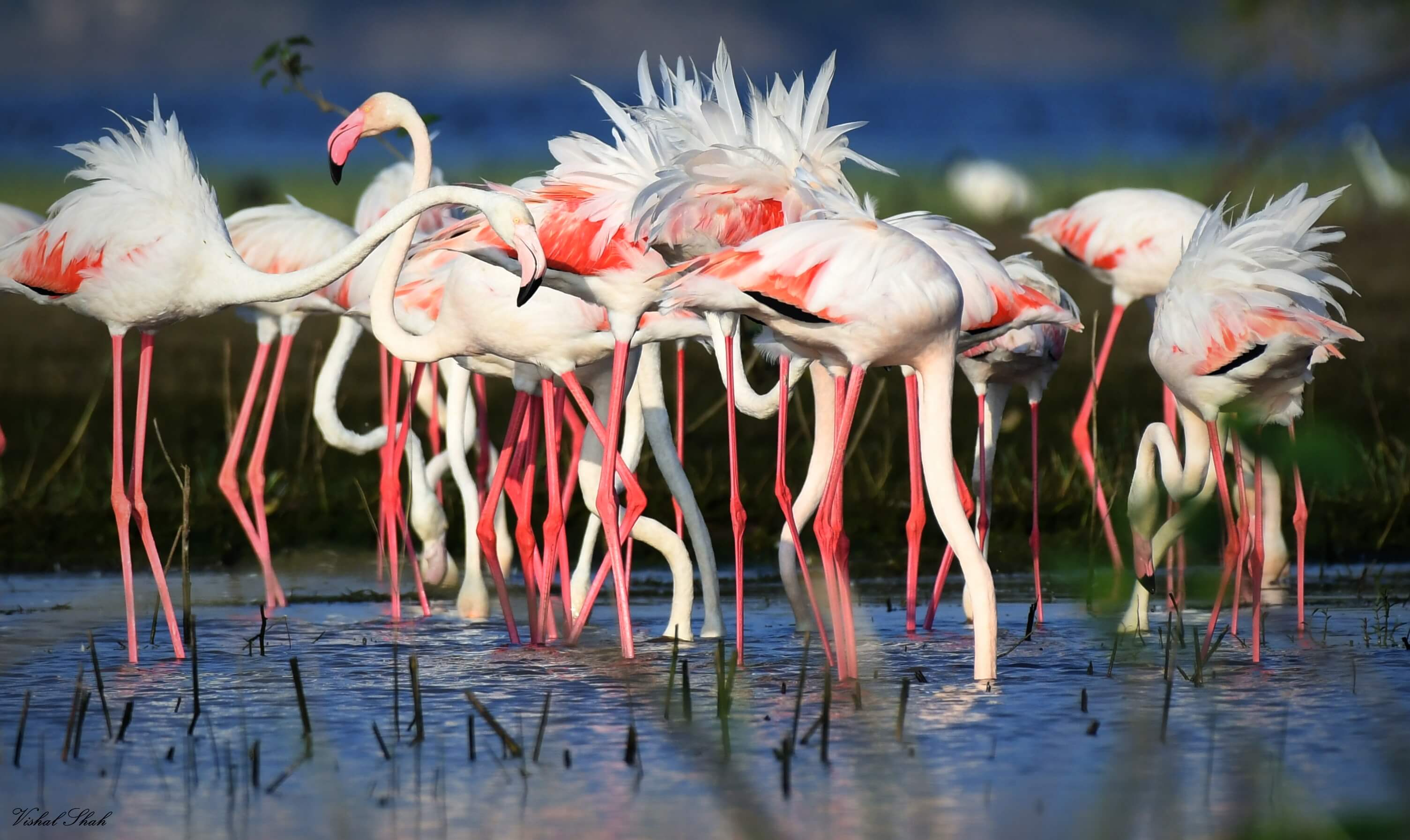 Thane creek Flamingo sanctuary